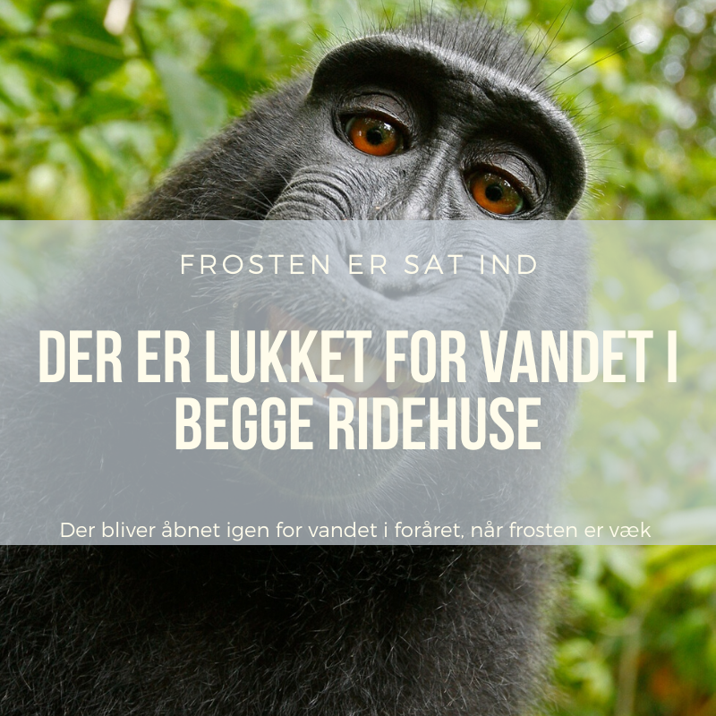 Der er lukket for vandet i begge ridehuse